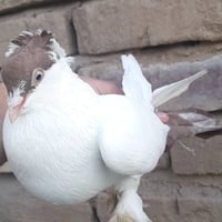 فحل جيكي • أحمر • مضمون