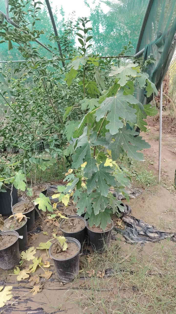 اسلام عليكم مزرعه متكامله للبيع العنوان بغداد الراشديه
النخيل البرحي ول حمضيات ول تين المساحه 4دونم
طابو زراعي سند 25
تحويل مباشر بسم المشتري الستفسار***********
