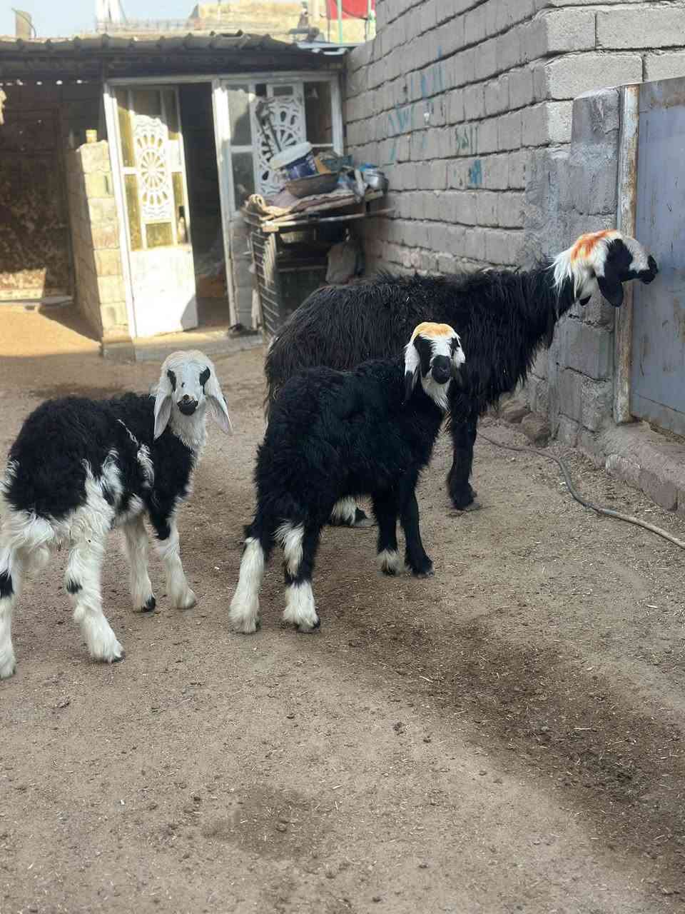 يا الله نعجه نجديه جواها توم نثايه وراكبه فوك بناتها نعجه كلش حلوه رقم 1 مال جناي مكفوله كافت شروط الجني سعر مليون وربع 1250 وبيها مجال بصيط مكاني البصره الزبير رقمي *********** يوجد توصيل 🚚 داخل البصره
