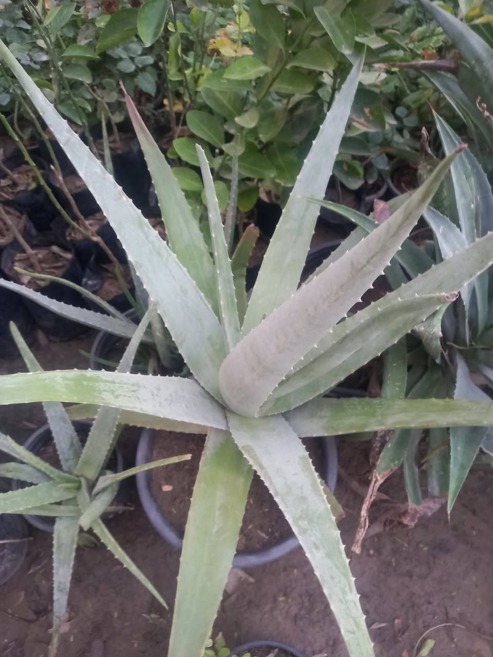 سلام عليكم 
متوفر في مشتل ابو وليد


**إذا كنت صاحب هذا الإعلان وتريد حذفه لأي سبب، رجاءا أرسل رسالة إلى الدعم الفني**