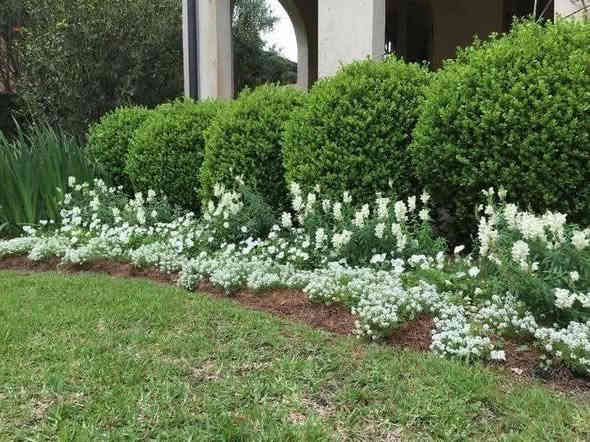 ياس عراقي متوفر 
مشتل شهيد العتبي
العنوان واسط العزيزيه قرب معمل السوس 
الاستفسار مراسله الصفحه او الاتصال ***********
