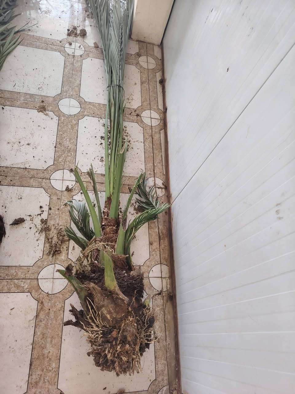 السلام عليكم عندي 10فسلان برحي حر وشرط الضمان وكل وحده بيهاا  3فسلان او4 صغار مكاني قضاء الخالص الاتصال ***********
