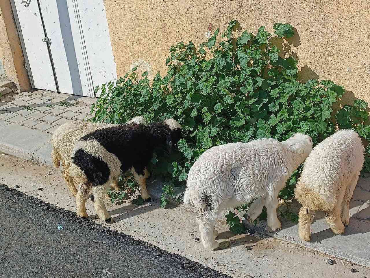 يوجد طليان2فطايم 2 العدد الكلي 4مالات جنيه شرط نصاحه قوازي فول نصاحه السعر 150 الف لواحد  مكان مقابل سبايكر  على شارع  المحزم الهاتف
‏***********
‏‪***********‬‏
