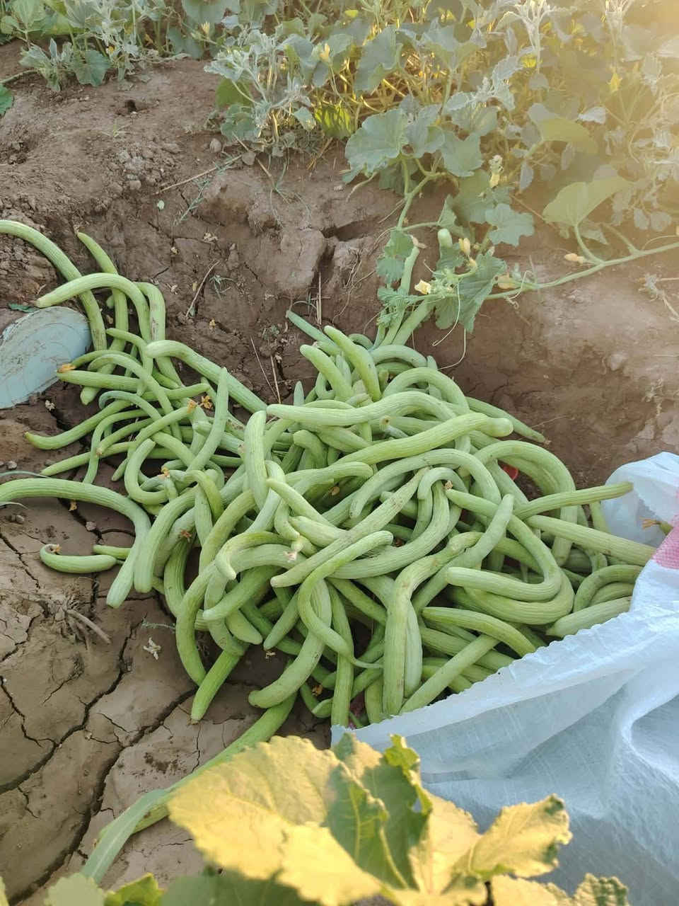 بلاش البلاش حوش اليوم
خيار درجه اولى + طرعوزي رقم واحد 

كيلو خيار ..الف 

كيلو طرعوزي الف

 يوجد توصيل مجاني داخل الزاب 

للحجز والاستفسار يرجى الاتصال ‏‪***********‬‏
