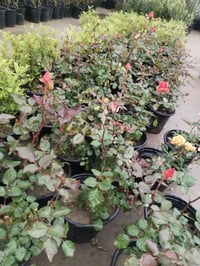 يالله يارزاق المشتل الصغير يتوفر لدينا نباتات داخليه وخارجيه ويتوفرلدي...