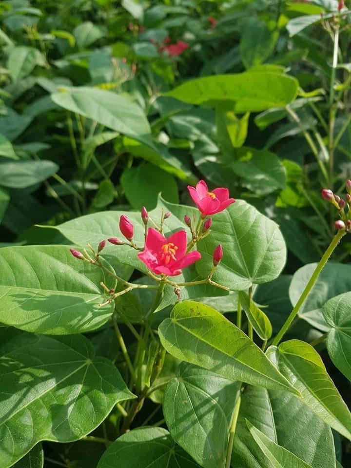 السلام عليكم متابعينا 🤍.
نعلن عن توفر اشجار الجاتروفا او الجادروفا واسمه العلمي (jatropha integerrima)🌺🌳

ارتفاع متر تقريباً 🩵
السعر   ١٠ الف 🩷

 تنتج زهور حمراء صغيرة الحجم و لكن على شكل كتل او مجموعات في الغصن الواحد وتزهر بكثافة منذ حلول الربيع و طوال الصيف و لكن تصفر اوراقها قليلاوتتساقط و يتوقف الازهار في الشتاء و ممكن ان تكون في موقع مشمس او مظلل واقصى ارتفاع لها يمكن يصل الى ثلاث امتار و لكن اقوم بتقليمها حتى يصبح طولها في حدود المترين فقط ذلك ان زهورها اذا كانت بكامل ارتفاعها لايمكن مشاهدتها بسهولة كما ان زهورها تصلح للمزهريات في المنزل لانها تدوم فترة طويلة .. كما يوجد ايضا اشجار جاتروفا بزهور وردية ولكنها  اقل انتاج في الزهور ..  

 أن الشجرة تتحمل الحرارة الشديدة التي قد تصل الى 50 درجة كما في العراق و السعودية و الكويت كما تتحمل ملوحة التربة و لاتحتاج الى عناية خاصة و من الملاحظ انها اذا كبرت الشجرة فأنها تضرب بجذورها في التربة بشكل قوي جدا بحيث يصعب اقتلاعها مجددا .. انني انصح حقيقة بزراعتها فهي جميلة فضلا انها تزودنا بزهور حمراء ناصعة في فترة شدة الحرارة التي ينعدم فيها او تقل فيها الزهور ..
يتم إكثارها بالعقل الخشبية في شهر  كانون الثاني وشباط  

⭐يتوفر لدينا خدمه توصيل لجميع محافظات العراق 🛻 
⭐ للحجز والاستفسار يرجى مراسله الصفحه او مراسله واتساب على الرقم ‏‪0787 413 2546‬‏

