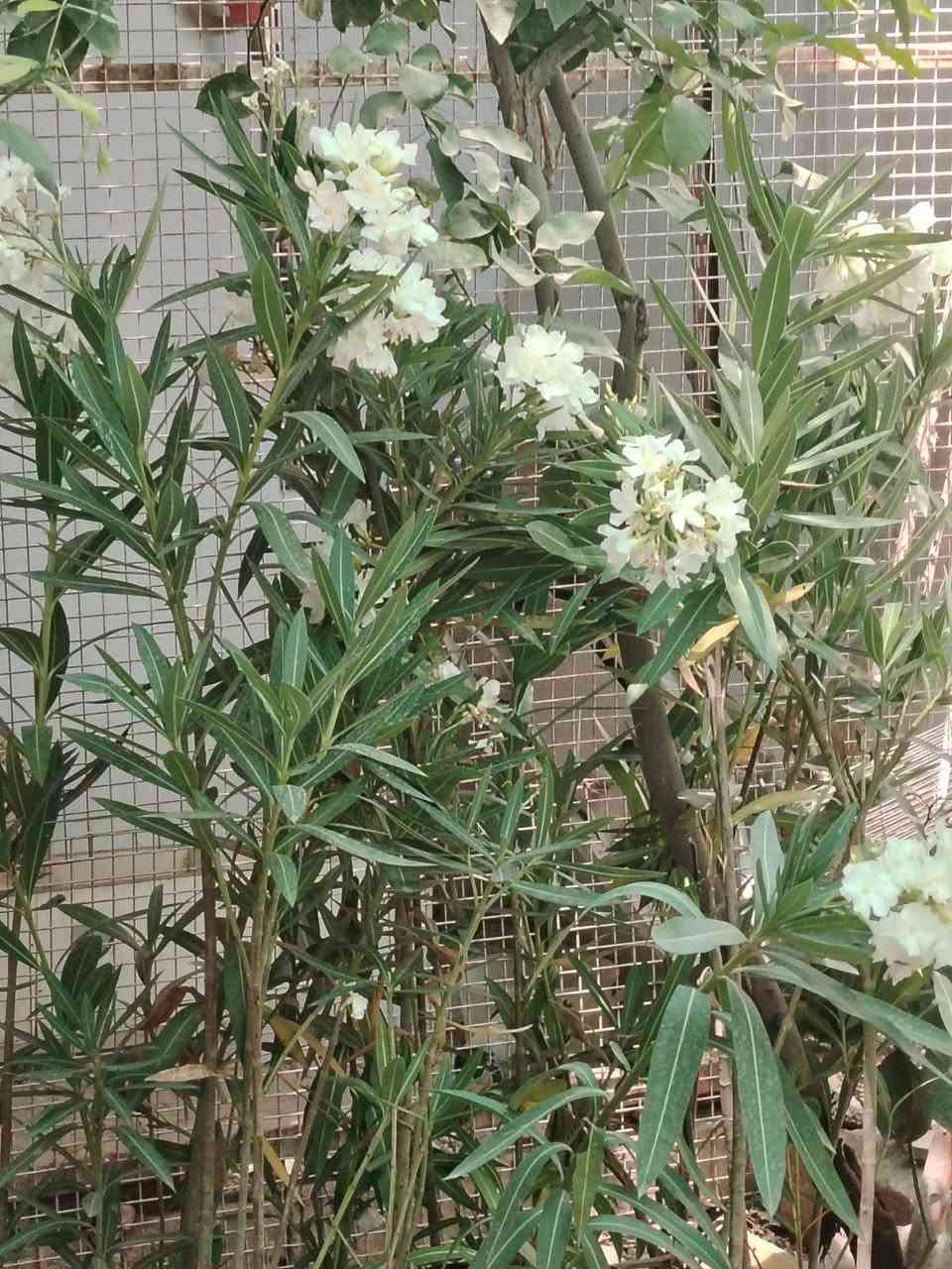 مسواك جديد في  المشتل من الجوري بكل الالوان ورد صباح عراقي واجنبي بكل الالوان دفله والبيزيا واكاسيا والضليات مثل العنكبوت والبلاب تعلأك وعمودي وجلد نمر وغيرها العنوان المسيب الشيوخ مجاور عمارة الدولفين امام مركز لميس الفرع الاول


**إذا كنت صاحب هذا الإعلان وتريد حذفه لأي سبب، رجاءا أرسل رسالة إلى الدعم الفني**