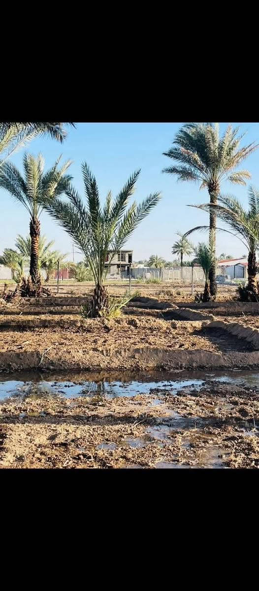 السلام عليكم 🏗️

عرض جدآ مناسب الى اصحاب الاستثمار و الترفيهه 🏡

المساحه :- دونم ( 2500 ) متر
الموقع :- المدائن _ منطقة باوي 
الوجه :- 52 متر 
عدد النخيل :- 42 
مسيج PRC بالكامل 
جنس الارض :- طابو مناصفه سند ( 25 ) 

الموقع مناسب لبناء شاليه او مزرعه او استثمار 📄

م :- السعر مناسب جدآ  ؟ 

للعرض والطلب والاستفسار ! 
مراسله خاص أو اتصال *********** 
متوفر واتساب ✅

بيع _ شراء _ تعقيب _ بناء 🏛️
