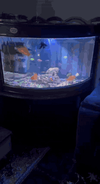 حوض سمك للبيع كامل هو والميز حيل حلو السعر 350 وبي مجال***********

