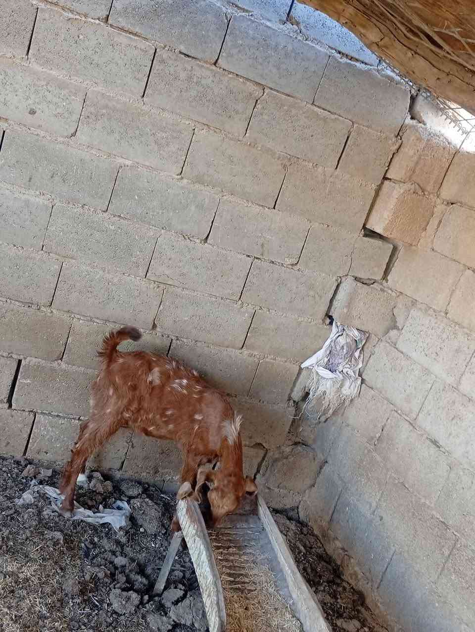 متاح صخله فغاني خشنه وشكه طويله شرط نصاح حلوه وين جنايه عل حلال نضيف درجه اوله سعر ٢٠٠مكان بروانه سنجك يوجد توصيل حسب لاتفاق ***********
