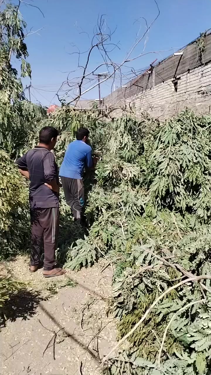 *********** @***********كادرمتخصص لقطع الأشجار والنخيل
