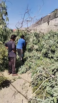 07708027282 @07801757123كادرمتخصص لقطع الأشجار والنخيل