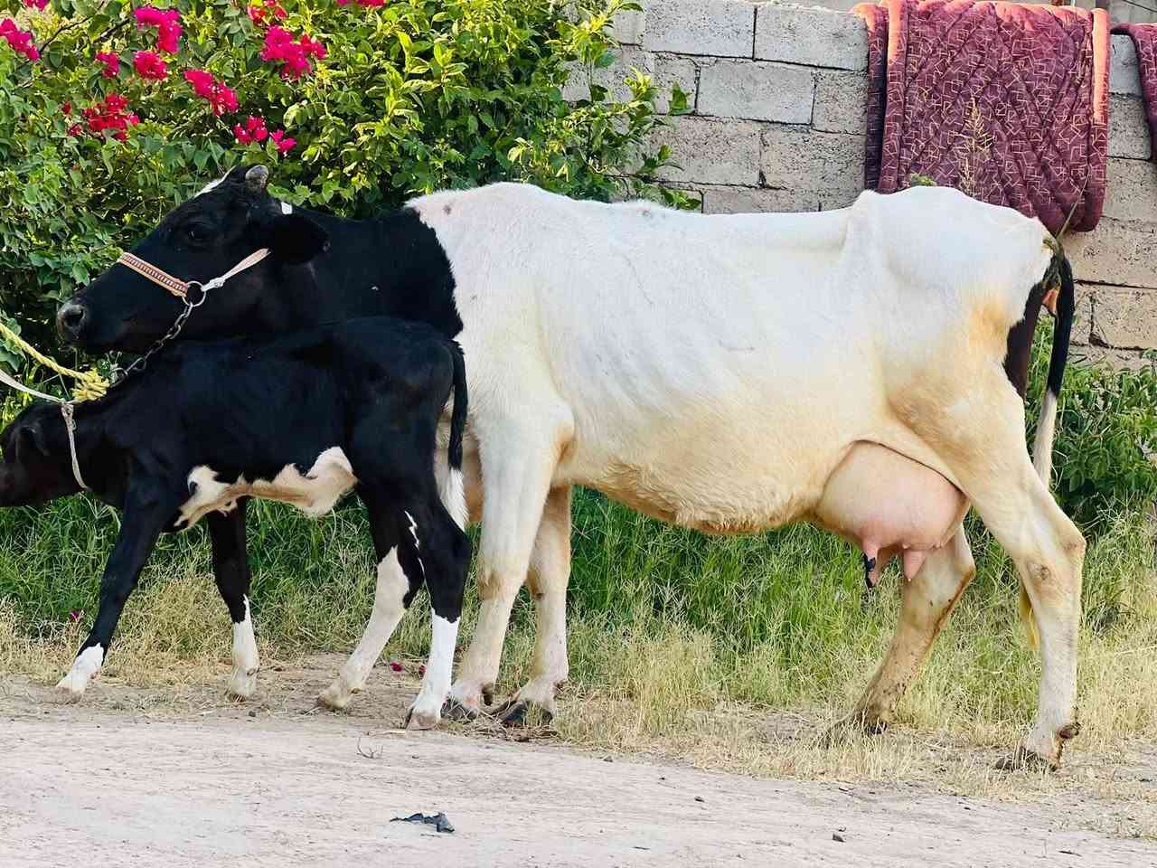 السلام عليكم ورحمة الله وبركاته بقره والده ع كل عيب شرط الحليب شرط الدسامه السعر مليونين ٤٥٠ الاستفسار ع هذا الرقم *********** ملاحضه يرهم مراوس بحلال موقع ناحية الزاب
