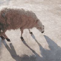 ورجينه • شرط نصاحة • بيجي حي العصري