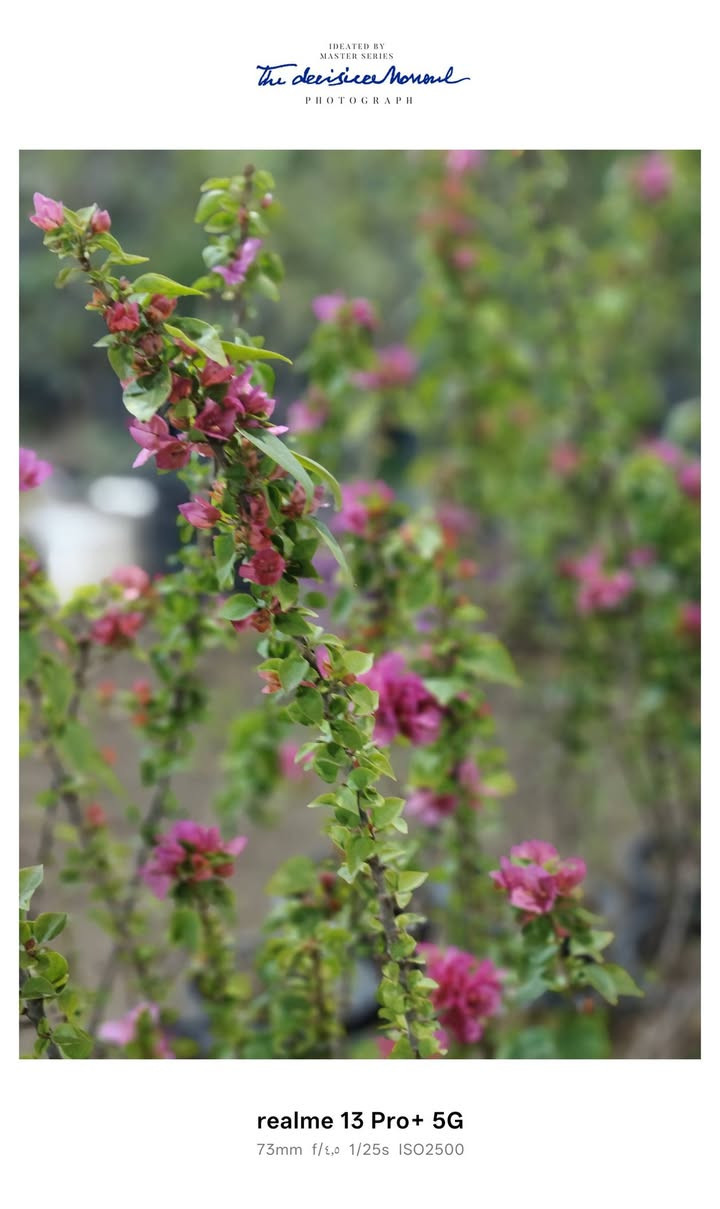 تم بعون الله وصول وجبه جديده من نباتات الخارجية. ورد جوري ايراني.جهنمي قزمي . استرا . عنوانا الجمعيه الأولى قرب مدرسه الفرزدق أو مقابيل فالح الوكيل


**إذا كنت صاحب هذا الإعلان وتريد حذفه لأي سبب، رجاءا أرسل رسالة إلى الدعم الفني**