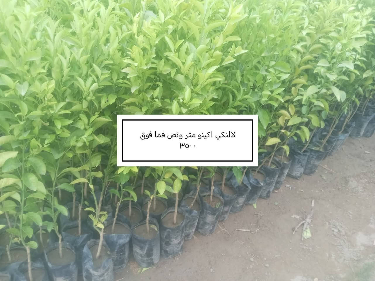 السلام عليكم ورحمة الله وبركاته
كل عام وانتم بالف خير وصحه وسلامه 

إخواني الكرام 🌱
منشور جديد يتضمن تخفيض الأسعار ، شرط كما في الصورة.. 

للاستفسار أو لمعرفة الموقع بشكل أدق، راسلونا على الواتساب:

📞 ***********
📞 ***********

نوفّر لكم أفضل الأصناف من حيث الجودة والنوعية.

📍 العنوان:
بغداد – اليوسفية – الرضوانية الشرقية
طريق معمل زينب مشتل الرضوانية 
مجاور الملعب ومحطة الخليج لغسل السيارات.

كميات محدودة
١.ددونيا 600جمله
٢َ.كاربس متر إلى، متر وربع 1000
٣.جوري عراقي 1500
٤.ثيل هندي متر مربع 2000
٥.زيتون متر 1500
٦.برتقال متر 2000
٧.برتقال مترين سندانه خمس سنوات 9000
٨.لالنكي اكينو متر ونص 3500
٩.نومي حامض عراقي متر وستين فما فوق 3500
10.اكاسيا مصريا متر وستين إلى مترين 5000
١١.غلنطوز متر وثمانين إلى مترين 1500
١٢.البيزيا لبخ متر وسبعين إلى مترين 4000

📞 أرقام المشتل:
*********** (واتساب)
***********

---

🌳 الأسعار والأنواع

📍 موقع المشتل على الخريطة:
https://maps.app.goo.gl/EfkBiYR7ezQDtA6v5

حياكم الله وتشرفونا بزيارتكم 🌿

