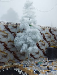شجرت طولهه ثنين متر كلش جبيره 07772593059
