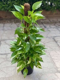 مشتل بابل • أشجار ظلّية • توصيل الحمزة