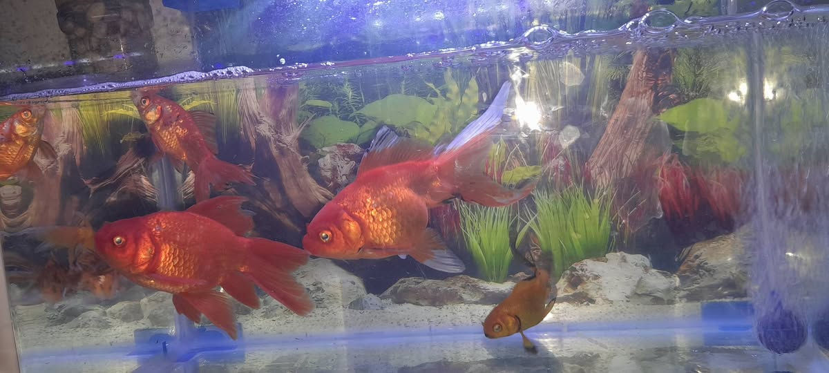 سلام عليكم
مكاني الكاظمية
حوض سمك للبيع عرض ٤٥ سم وارتفاع


**إذا كنت صاحب هذا الإعلان وتريد حذفه لأي سبب، رجاءا أرسل رسالة إلى الدعم الفني**