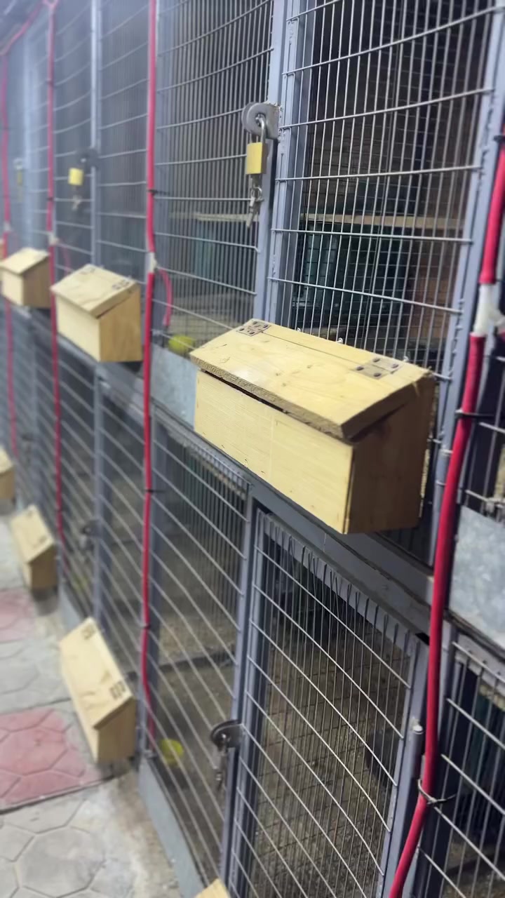 تحياتي لجميع كلشي موضح
خانات طابقين كل طابق يحتوي على 6 خانات 

ارتفاع متر نزال متر طول 6امتار 

الطابق الفوك مفصول عن الطابق الجوا 

شغل حديد درجه اولى نفس مموضح 

سعر للكل مليون و300


**إذا كنت صاحب هذا الإعلان وتريد حذفه لأي سبب، رجاءا أرسل رسالة إلى الدعم الفني**