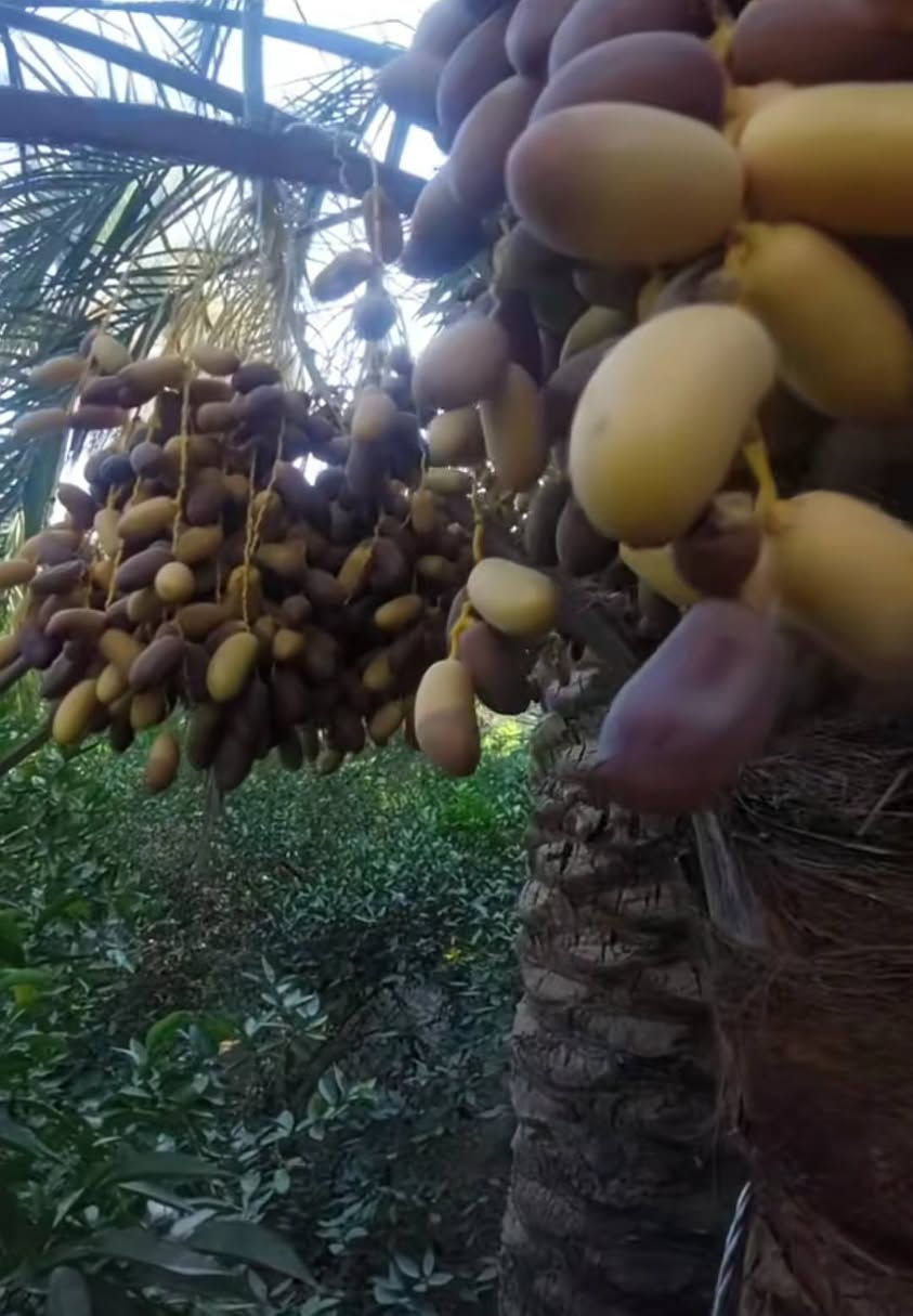 سلام عليكم يوجد فسائل العمراني نوعيه جيده مثل موضحه بصوره يشهد الله مالت حض وبخت سعر الفسيله 20 الف   الاستفسار ***********
