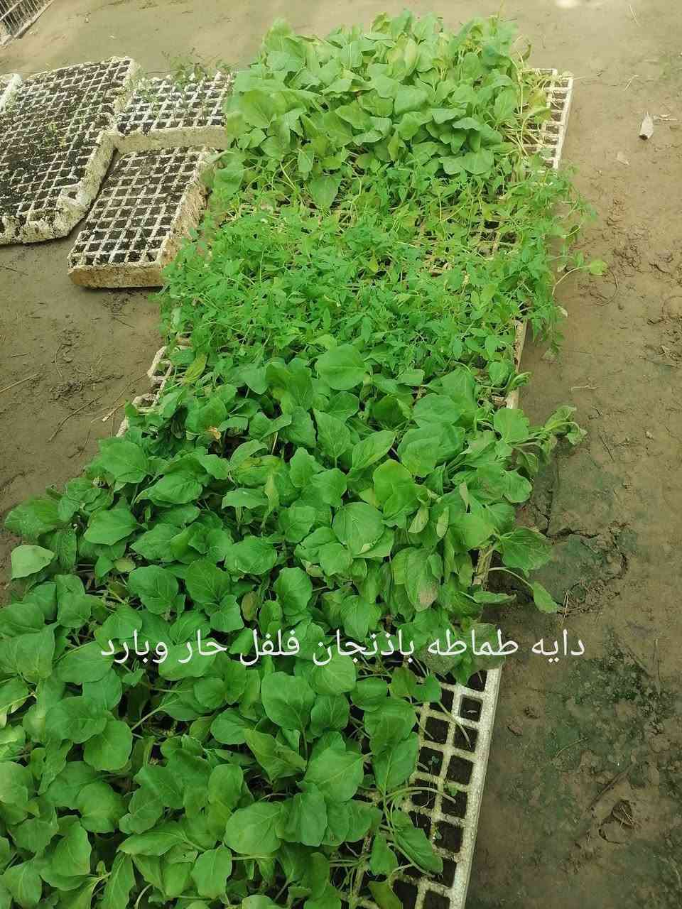 يعلن مشتل غصن الورد عن توفر العديد من الاشجار والورود:
بإدارة:  ابو علاء الحجامي ***********
العنوان: قضاء الفجر / سيطرة الفجر الرئيسية.

كالبتوز حجم وسط وكبير
البيزيا عطرية
اكاسيا مصرية سورنتس
اكاسيا عراقية
جهنمي 3 الوان
بخور
حنة
بمبر
الخطم الساحلي
كاربس
دفلة
زيتون
تكي عراقي
رمان عراقي
سدر حشري
عين البزون
ورد الصباح
صبار التين شوكي
المورنگا الطبية
متسلق ست الحسن.............الخ
