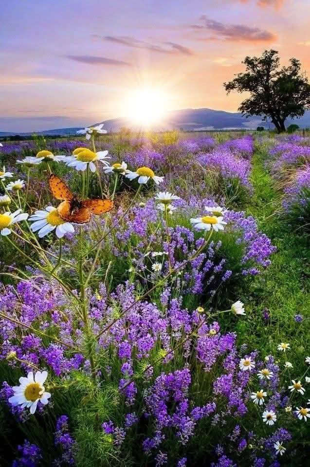 ماكنه خياطه برار سوبر فول/ ٢٤ عملية خياطه، نظيفه جدا..


**إذا كنت صاحب هذا الإعلان وتريد حذفه لأي سبب، رجاءا أرسل رسالة إلى الدعم الفني**