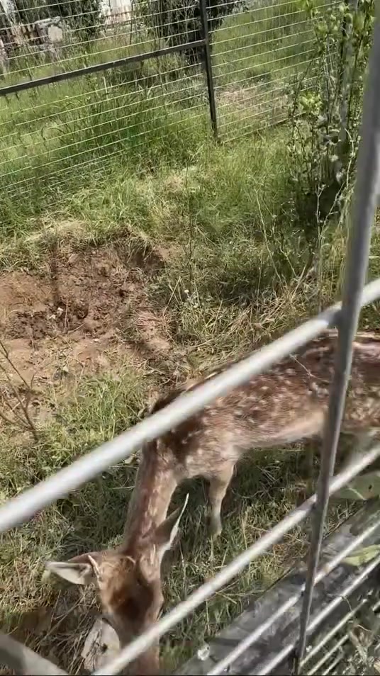 واحد كون يكضي عطلته بهيج مكان يفتح النفس يحس روحه مو بالعراق 
مزرعتكم الجميلة متوفرة للحجز و الدفع مبااشر مو تحويل 

مكانها بغداد ، عرب جبور ، مجمع الزمرد،
مساحتها دونمين و نص الفلة مالتها تحوي قاعة ضيوف كبيرة ترهم للمناسبات و غرفتين نوم وصالة داخلية و مطبخ بالاضافة للصحيات 
المزرعة تحوي مسبحين كبيران واحد للاطفال و الثاني للكبار ، العاب اطفال منوعة نطاطة ،مراجيح ،دولاب دوار افقي ، العاب كبار ،بليارد ، كرة طاولة ، فيشة ، متوفرة جلسة عربية ، العاب اخرى ، و تحوي على حيوانات و طيور منوعة مثل الغزلان و الطاووس ، المزرعة كبيرة جدا ترهم حتى للاعراس و الجوبي ، مزرعة حديثة جدا و نظيفة جدا بكل امانة ،الحجز من صاحب المزرعة مباشر .


**إذا كنت صاحب هذا الإعلان وتريد حذفه لأي سبب، رجاءا أرسل رسالة إلى الدعم الفني**
