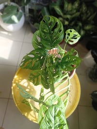 آخر قطعة • سعر الجملة • عرض