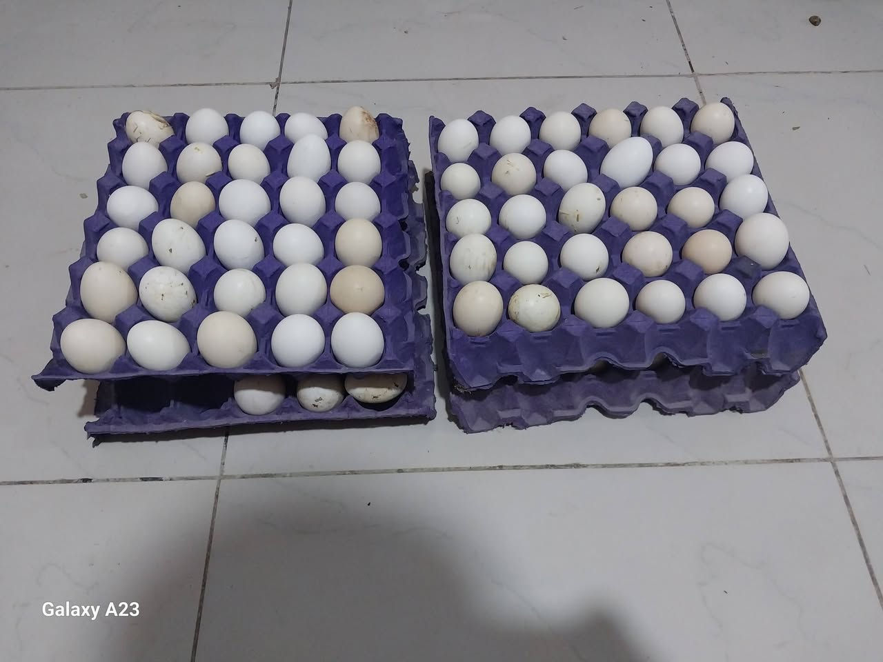بسم الله الرحمن الرحيم 
اللهم صل على محمد وال محمد 
متاح بيض دجاج كويتي اصلي ضمان نسبة التفريخ تقريبا٩٥%
الانواع 
(كحلي +شمسي + دندراوي )
ضمان ٢٢ يوم بانه يكون كويتي (افرك)
للاستفسار مراسلة فقط واتساب ***********
