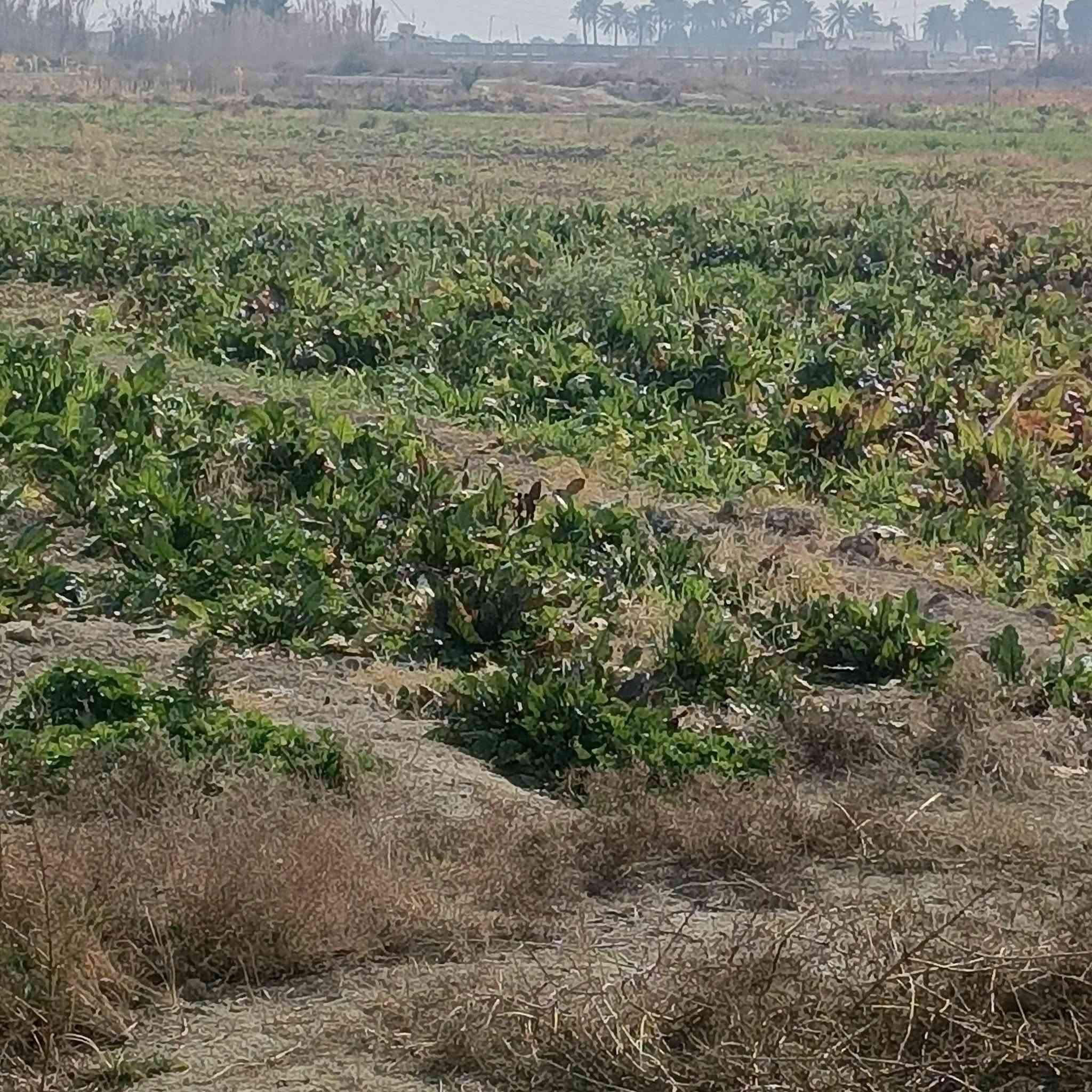 السلام عليكم ورحمة الله #2دونم #للمراوس #بسيارة حديثة واجهة 50ونزال 100تصلح مزرعة اوسكن  تبعد عن طريق السريع الدورة 5دقايق وعن المحمودية 5دقايق  العنوان بغداد الرشيد الجسر الثالث جسر عدنا الفهد قرب نهر القائد متوفر خدمات ماء سقي مع بير ارتوازي مع كهرباء وتبليط #***********#
