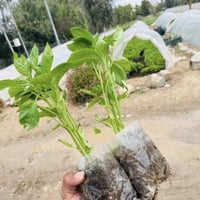 مشتل كلار • شتل خضار • توصيل أربيل