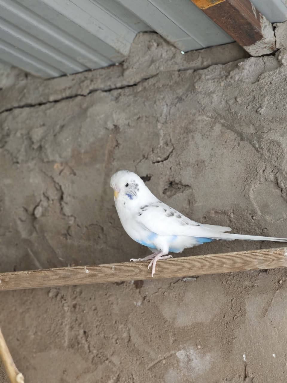 تك فحل نص اوربي زايف جاهز للتزاوج خشونه وصحه خير من الله سعر ٢٠ مكاني نجف حي عسكري


**إذا كنت صاحب هذا الإعلان وتريد حذفه لأي سبب، رجاءا أرسل رسالة إلى الدعم الفني**