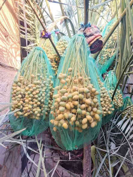 سلام عليكم يوجد لدينا فروخ برحي حر لبيع عنوان البصره قضاء المدينه ناحيه هوير لتواصل*********** تاريخ2025/7/29 وبيهن مجال المدينة
