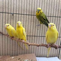 طيور الحب • ٤ طيور • تغريد يخبل