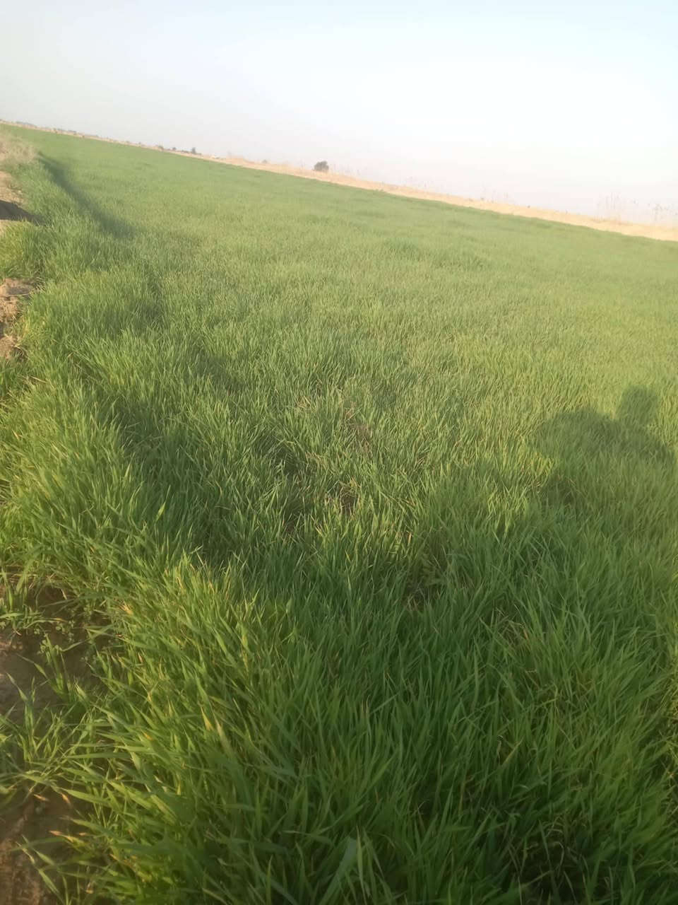 زرع للبيع ٤ دونم ترهم حش او مرتاع قرب قرية السهيل طريق سيد احمد الرفاعي  ***********
