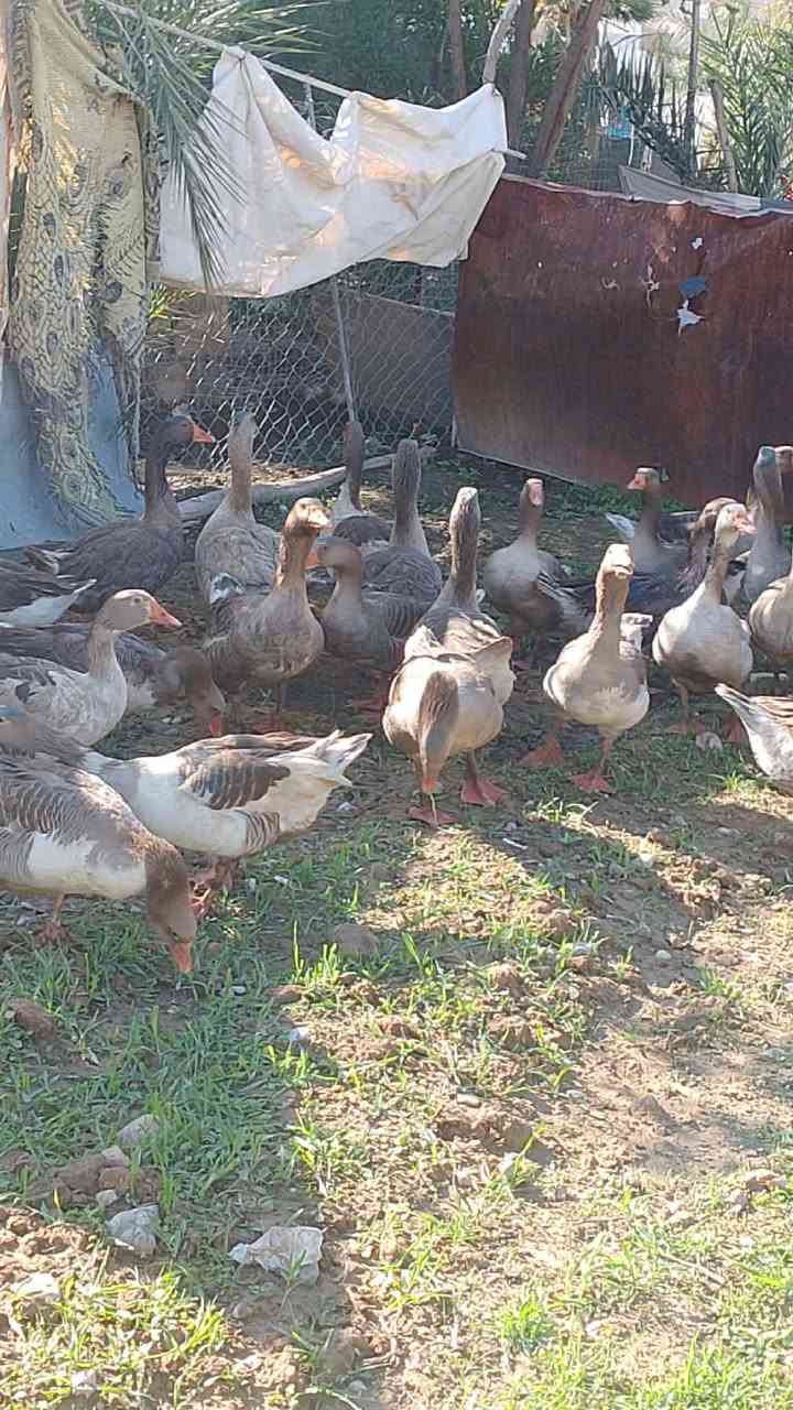 سلاو هاوريان ئەم قازانەبۆفروشتن شام وزرشامن کیلۆی ١٠ئەوەی ویستی بەیوەندی بەم ژمارەرەوە بکات ***********
