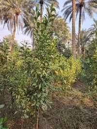 ٤٣ دونم • طابو زراعي • ٧٥٠ نخلة