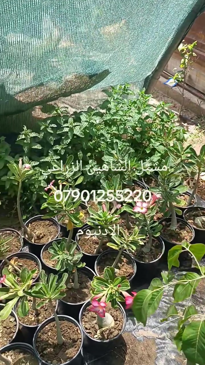 🌺 الآن في مشتل الشاهين الزراعي 🌺
توفّر شتلات نبات الأدنيوم القزمي (وردة الصحراء) بأشكال مميزة وتزهير رائع يضيف لمسة فخامة لأي حديقة أو شرفة منزلية 🌿✨

من أجمل النباتات العصارية المزهرة، يمتاز بـ: 🌸 أزهار كبيرة ومتنوعة الألوان
🌿 ساق متضخمة ديكورية تعطيه شكل بونساي طبيعي
☀️ يتحمل الحرارة والأجواء الحارة بشكل ممتاز
💧 يحتاج سقي معتدل لذلك يعتبر سهل العناية
🏡 مناسب للحدائق المنزلية والأحواض والأصص

يتوفر بأحجام وأشكال متعددة تناسب هواة النباتات النادرة والمميزة 🌺

📍العنوان:
بغداد – الدورة – الشارع المقابل لعلاوي الرشيد قرب شركة دجلة للمشروبات الغازية

📞 للحجز والاستفسار: ***********

🌱 مشتل الشاهين الزراعي
كل ما يخص النباتات والأشجار النادرة والمميزة 🌳

