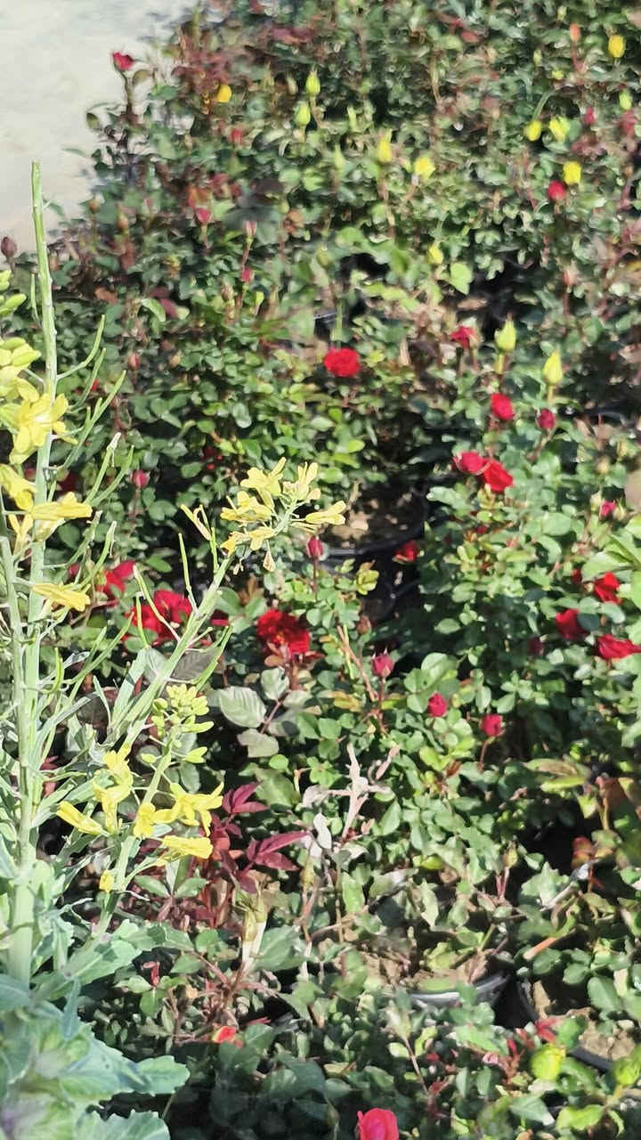 اللهم صلي على محمد وال محمد ❤️ 
توفر ورد الجوري العراقي 
العنوان شهربان حي العصري بصف المستشفى العام


**إذا كنت صاحب هذا الإعلان وتريد حذفه لأي سبب، رجاءا أرسل رسالة إلى الدعم الفني**