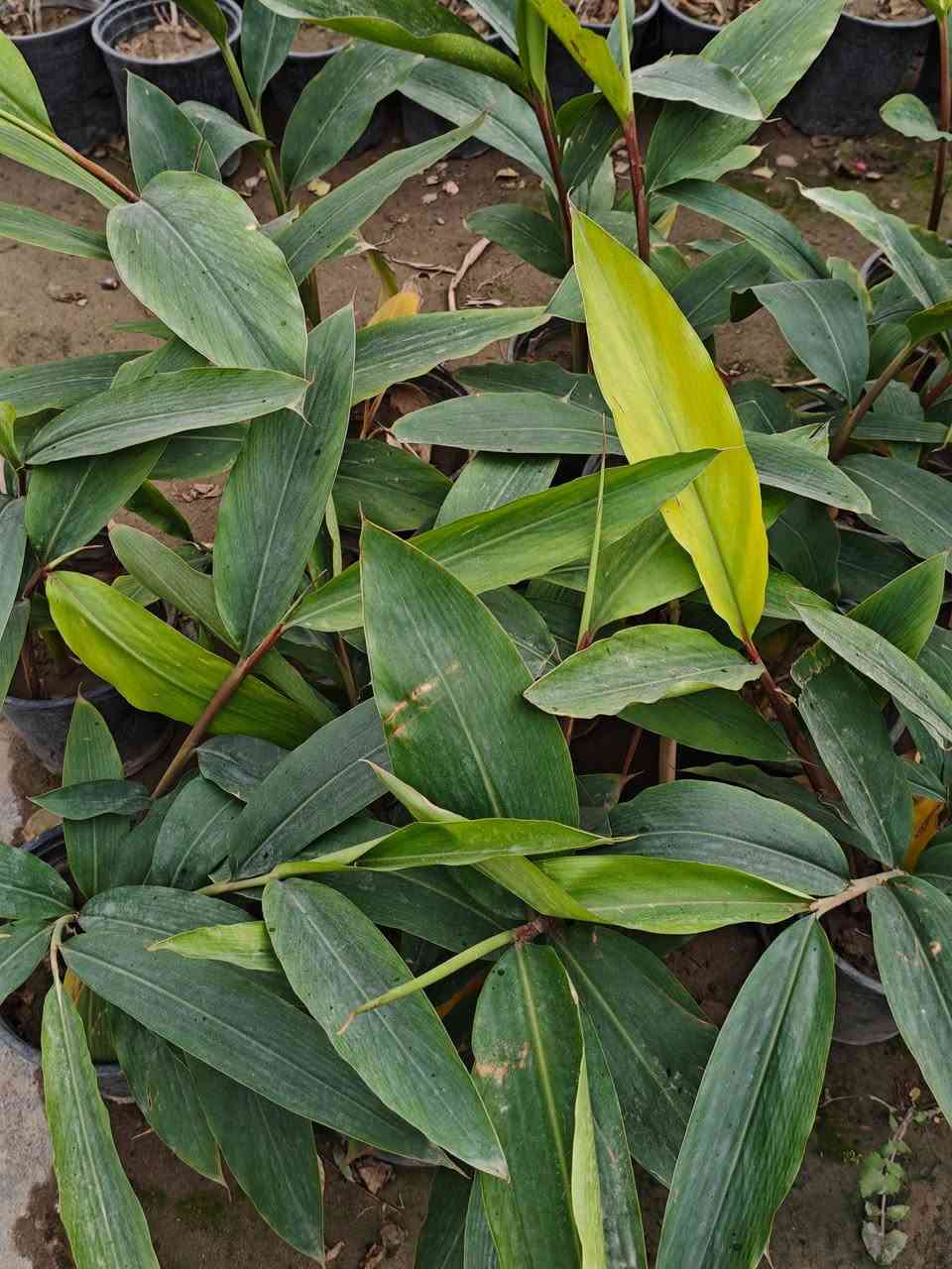 مشتل سلفينيا 🌿✨
عطر الطبيعة يبدأ من هنا 🌱
توفرت شتلات شجرة الهيل (Elettaria cardamomum) 🌿

📏 الارتفاع: 50 سم تقريباً
🚚 التوصيل: متوفر إلى جميع المحافظات
💰 السعر: 9,000 دينار

🌿 المواصفات:
نبات عطري فاخر يُعرف بالهيل، يتميز بأوراقه الخضراء الكثيفة ورائحته الزكية، من أشهر النباتات المستخدمة في القهوة والطبخ

💪 التحمل:
يحتاج أجواء دافئة ورطبة، يفضل الزراعة في مكان نصف مظلل مع ري منتظم، وينجح بالعراق مع العناية الجيدة

🌸 الفوائد:
يُستخدم في تحضير القهوة والأكلات، وله فوائد صحية، ويضيف لمسة عطرية مميزة للحديقة

✨ نبات مميز لعشاق الروائح الفاخرة… لا يفوتك ✨


**إذا كنت صاحب هذا الإعلان وتريد حذفه لأي سبب، رجاءا أرسل رسالة إلى الدعم الفني**