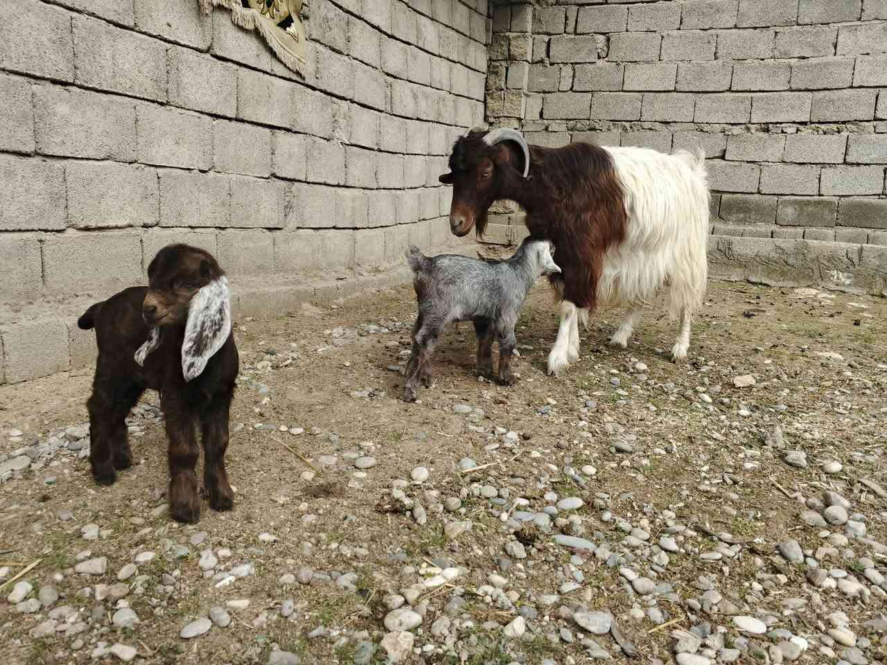 عنز لبيع ور توم حليب خير من الله شرط على كل شيء مل جني السعر 500الف قفل قفل اتصل ‏‏‪***********‬‏
