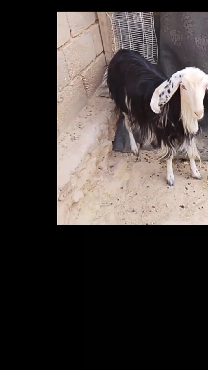 ه
بسم الله متاح عنز أول بطن سن وشطر وعلى كل عيب ضرتهه جيس حليب   ماشاء الله عنز سمينه ماشاء الله وماخذه فحل شامي عشار باذن الله بيعلك فارغ تواصل خاص


**إذا كنت صاحب هذا الإعلان وتريد حذفه لأي سبب، رجاءا أرسل رسالة إلى الدعم الفني**
