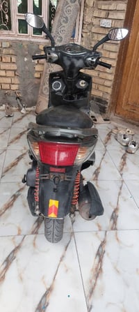 سكنس فحل • ياباني • كفاله