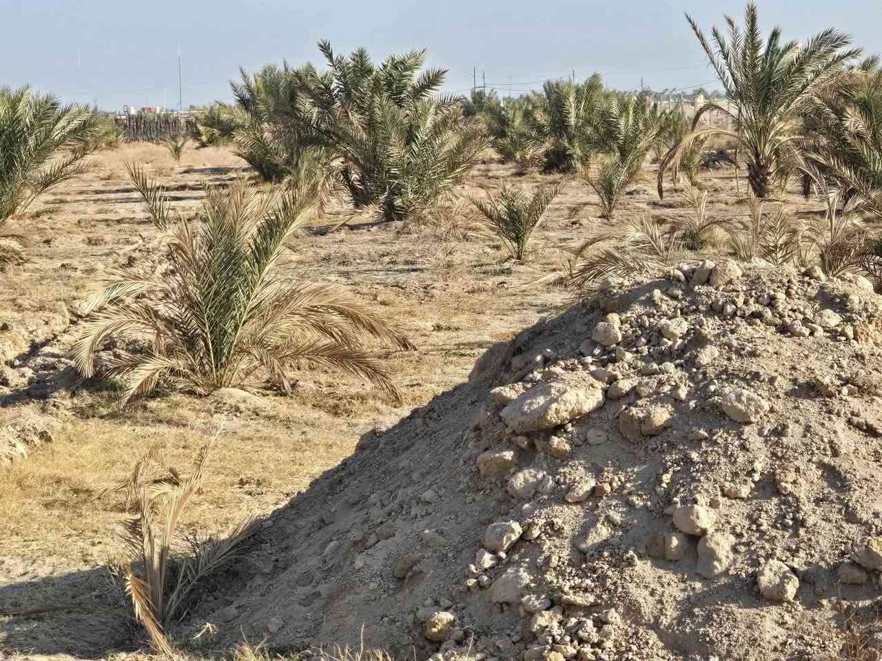 بيع مستعجل وبسعر مناسب جدا أقرا المنشور للأخير ذاكر كافة التفاصيل  علمأ مفوضة بالطابو تحتاج فقط عدد من النخيل والاشجار وتتطوب 

أسعد الله اوقاتكم أحبتي  ) ( أللهم صل على محمد وآل محمد

 ( عرض مميز للبيع مزرعة مساحة 7 #دونم عقد 35 علمأ العقد

 ينزل بأسمك مجدد لمده 5 سنوات المزرعة تحتوي على بيت 🏠

 مساحة 150 متر يتكون من استقبال وصاله وغرفه نوم 💤

 ومطبخ وصحيات +حديقة  + مسبح المزرعة مسيجة بالكامل مع

 اناره داير المزرعه بالكامل مزروعة اصناف جيده من انواع

 النخيل عدد من البرحي وعدد من المجهول والمكتوم انواع جيده

 عدد النخيل مايقارب 300 فسيله انواع #جيده  يوجد نهر

 للسقي مع 4 غطاسات ويوجد ايضا بئر للسقي داخل المزرعه

 العنوان #كربلاء شارع #بغداد الهأ مدخلين مدخل الأول من

 شارع المنشأ من مجمع #الكليني وتدخل ومدخل الثاني من

 شارع سيد #احمد تبعد عن مزار سيد احمد 1 كيلو وتبعد عن

 شارع #بغداد 3 كيلو منطقة هادئة جدا تصلح سكن أو ترفيهي)

 ( #السعر النهائي بدون اي تفاوض  )(   100  مليون 

 للإستفسار أكثر اتصلوا بالأرقام التالية) ( ***********  )

( ***********  ) أبو فاطمة عنوان المكتب شارع الحسينية

 قرب جسر 🌉 الإبراهيمية مقابل شارع عون مكتب 🏢@مكتب النافعي للعقارات -كربلاء   مكتب النافعي للعقارات كربلاء   @أبرز المعجبين 
 #اشاره #الاصدقاء #بغدادبصرةكوت النافعي للعقار 

( ‏‪***********‬‏ )( *********** )
