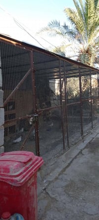 محميه • ٦×٣م • مكان النصر