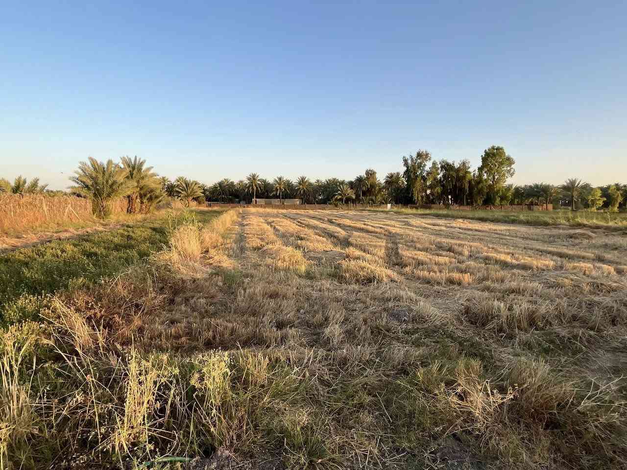 السلام عليكم
ارض زراعية للبيع 
سند 25 طابو  مع سهم اخضر (يعني حدود بلديّة مستقبلا) 
المساحة دونم ⬅️2500متر 
الموقع بابل قرية البوعلوان شارع ابو الطيارة. قرب جامع البتول. تبعد عن الشارع. 500متر 
الموصفات:الخاصة بالارض :
ماء اسالة 💧 
كهرباء ⚡️ 
+ طريقها مشمول بالتبليط 
خدمات إضافية ايظا أسواق وصيدلية ومدرسة 
الاستفسار.
***********
