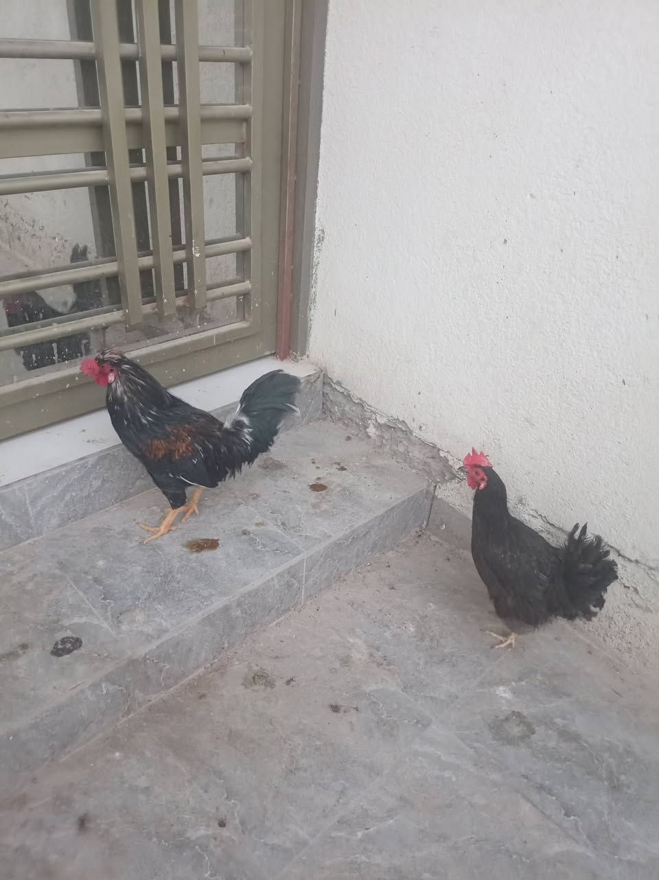 دجاجه وديك للبيع ب35ثنينهن عنوان بهادرية


**إذا كنت صاحب هذا الإعلان وتريد حذفه لأي سبب، رجاءا أرسل رسالة إلى الدعم الفني**