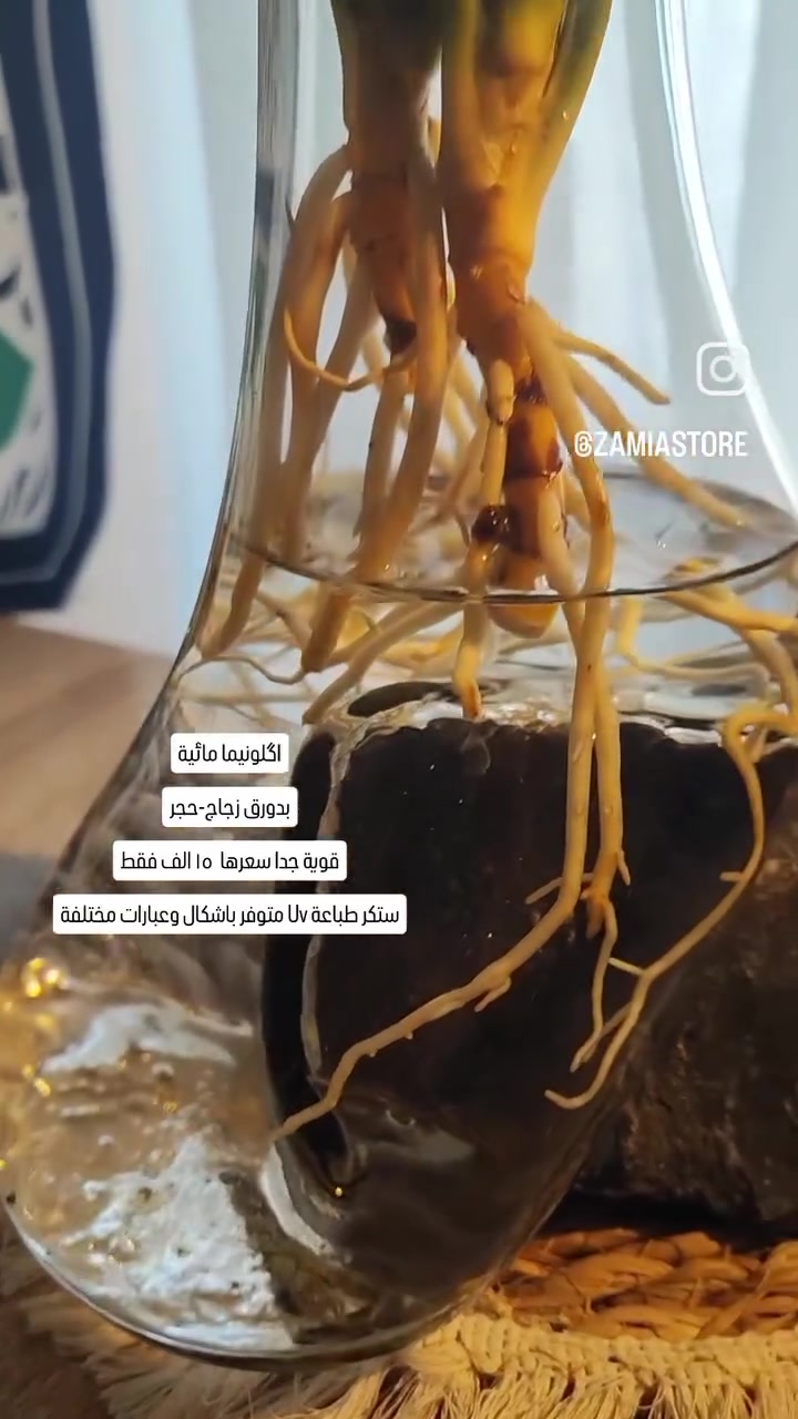 https://www.instagram.com/reel/DY_pwCrNeWy/?igsh=MXJqYTgwbWV4MXdpdQ==


**إذا كنت صاحب هذا الإعلان وتريد حذفه لأي سبب، رجاءا أرسل رسالة إلى الدعم الفني**