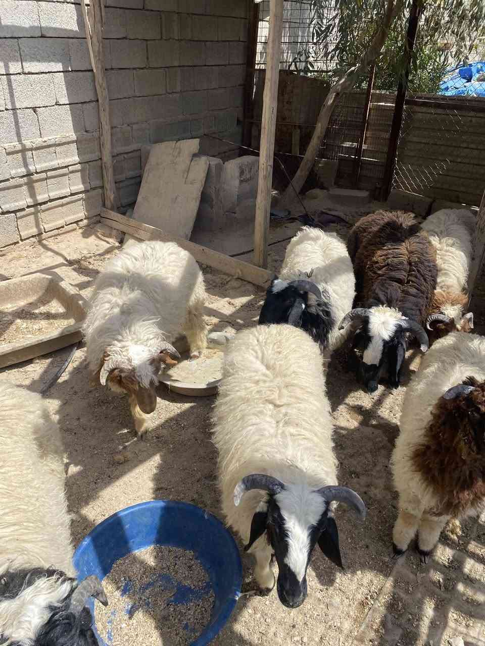 السلام عليكم
للبيع طليان بصحه ممتازه مال ربط 
***********
